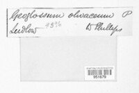 Microglossum olivaceum image